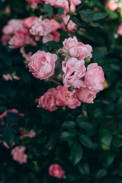 白天盛开的粉红色玫瑰